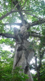 Low angle view of trees