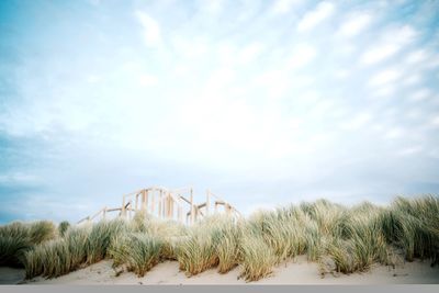 Plants on sandy beach against sky