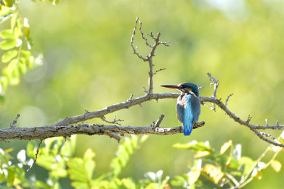 Low angle view of bird perching on branch