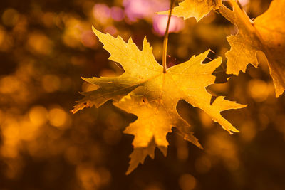 Close-up of yellow maple leaves against blurred background