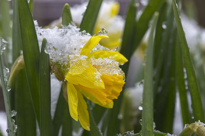 Close-up of wet yellow flower blooming outdoors