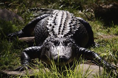Close-up of turtle in grass