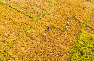 High angle view of man on field