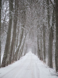 Road amidst trees in forest during winter