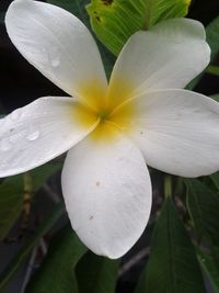 Close-up of white flower