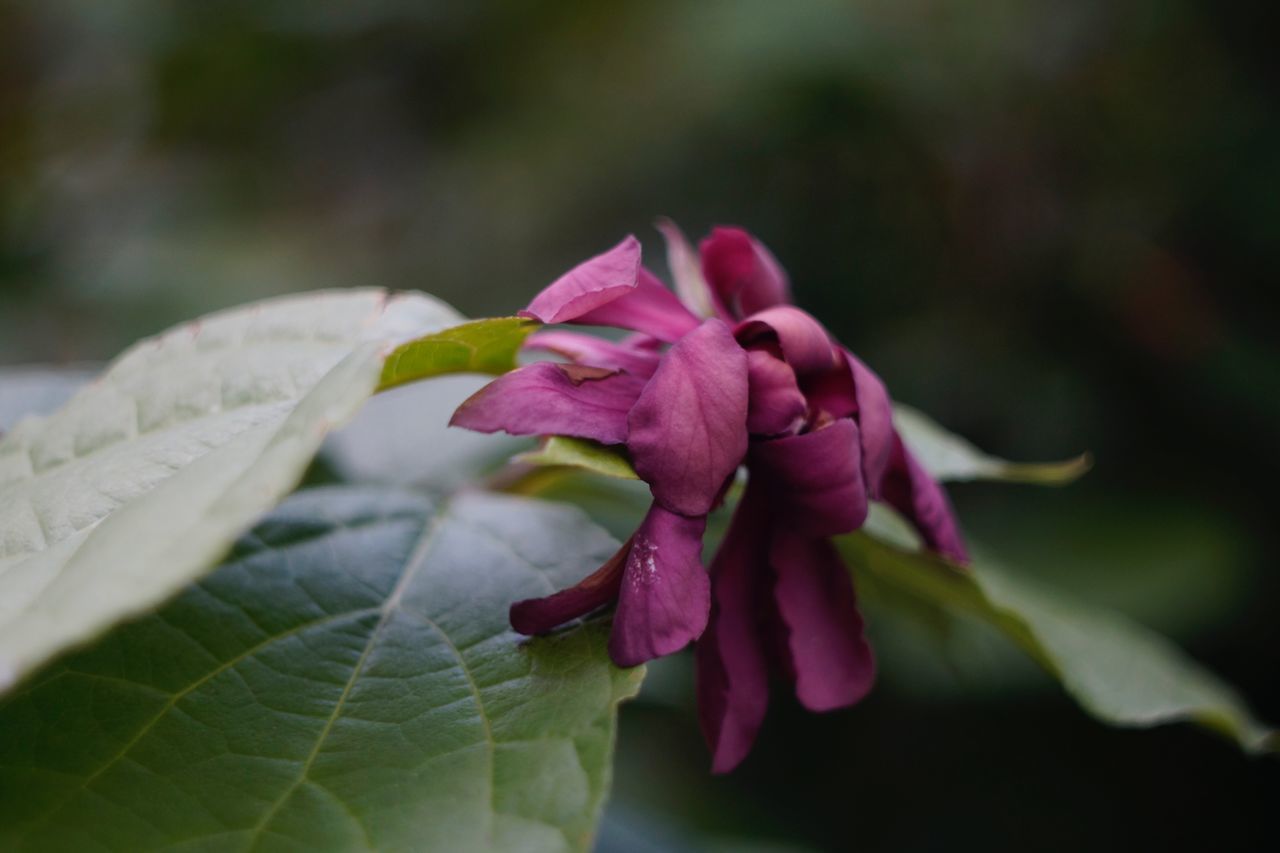 plant, flowering plant, flower, close-up, beauty in nature, leaf, plant part, fragility, vulnerability, freshness, growth, nature, petal, pink color, no people, focus on foreground, inflorescence, selective focus, flower head, day, outdoors, purple, sepal