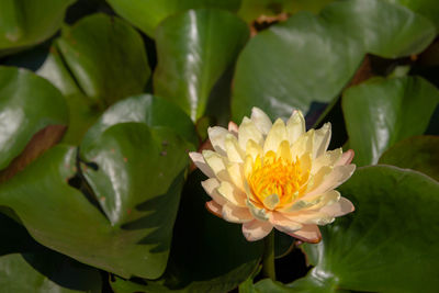Close-up of lotus water lily