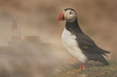 Puffin at farne islands