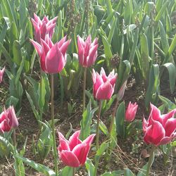 Close-up of pink crocus flowers