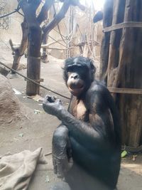 Monkey sitting on tree in zoo