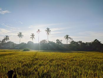 Scenic view of agricultural field against sky