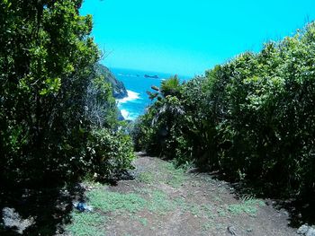 Close-up of plants by sea against clear sky