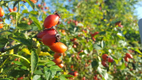 Close-up of fruits on tree