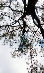 Low angle view of tree against sky