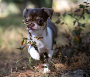 Close-up of dog