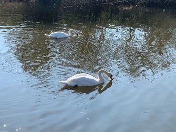 Swan swimming in lake