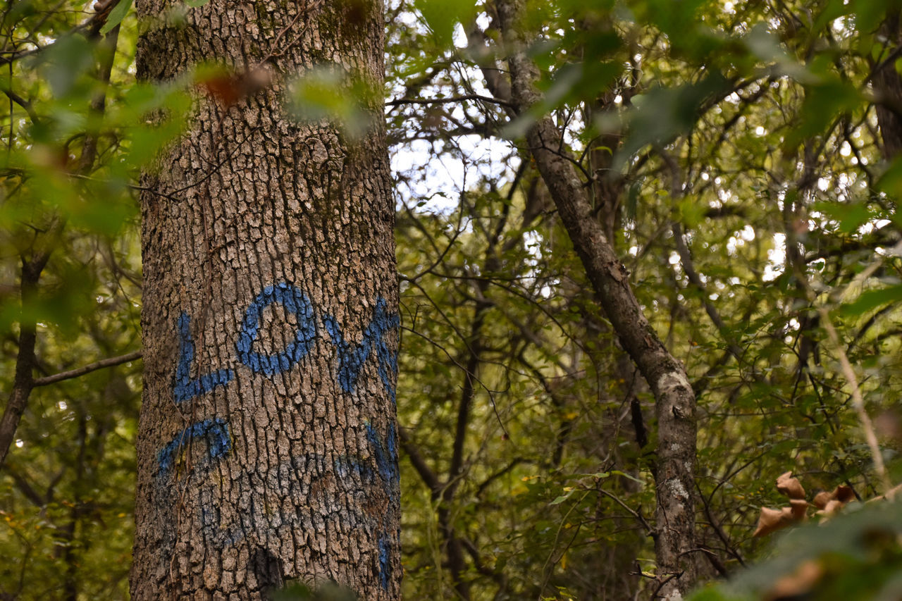 LOW ANGLE VIEW OF TREE TRUNK IN FOREST