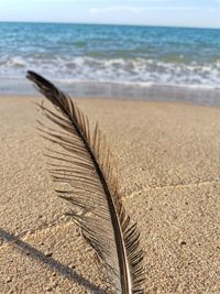 Close-up of sea shore