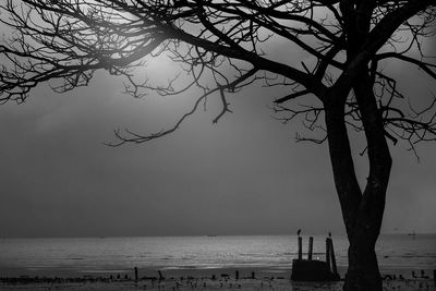 Silhouette tree on beach against sky