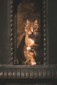 Portrait of cat sitting