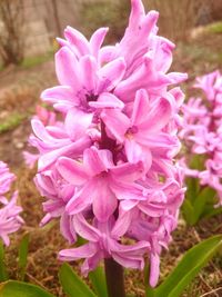 Close-up of pink flowers