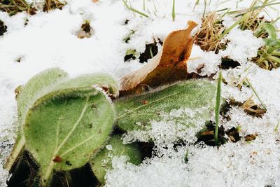 Close-up of frozen plants during winter