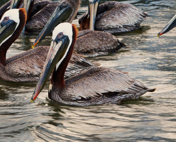 Duck swimming in lake