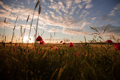 Red poppies on field against sky during sunset