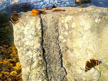 View of crab on rock