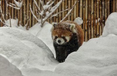 Red panda on snow covered field against wooden fence