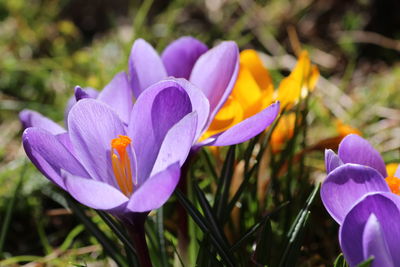 Close-up of purple crocus flowers on land