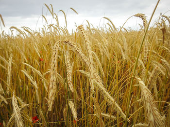 Close-up of wheat growing on field against sky