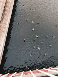 High angle view of birds swimming in lake