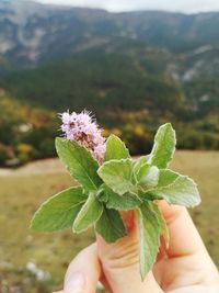 Mint leaves in hand on a background of mountains