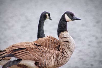 Close-up of canada geese against river