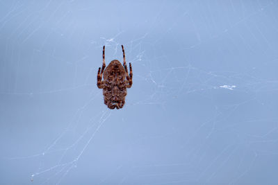 Close-up of spider on web