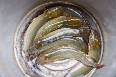 High angle view of fish in container