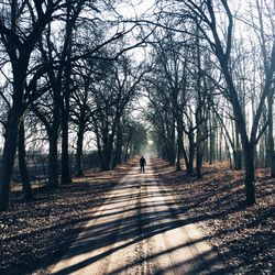 Bare trees in park