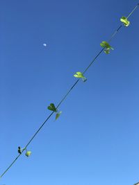 Low angle view of ivy against clear blue sky