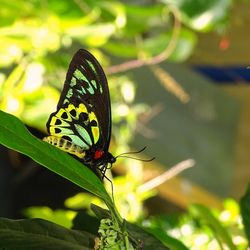 Close-up of butterfly pollinating flower