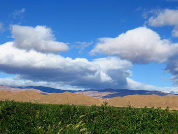 Scenic view of field against sky