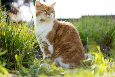 Cat looking away on grassy field