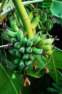 Close-up of banana tree