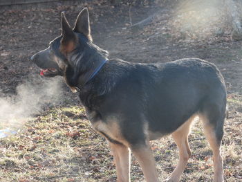 Side view of dog standing on field
