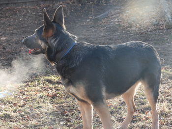 Side view of blue german shepherd dog standing on field