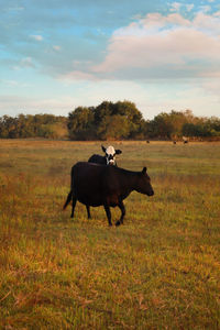 Cows in a field