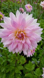 Close-up of pink flower blooming outdoors