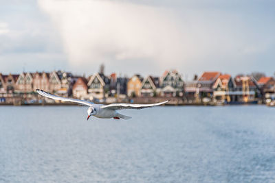 Seagull flying over a water