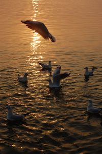 Swans swimming in lake