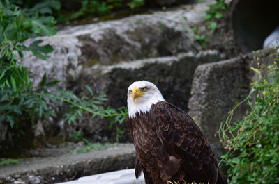 Close-up of an eagle against rocks